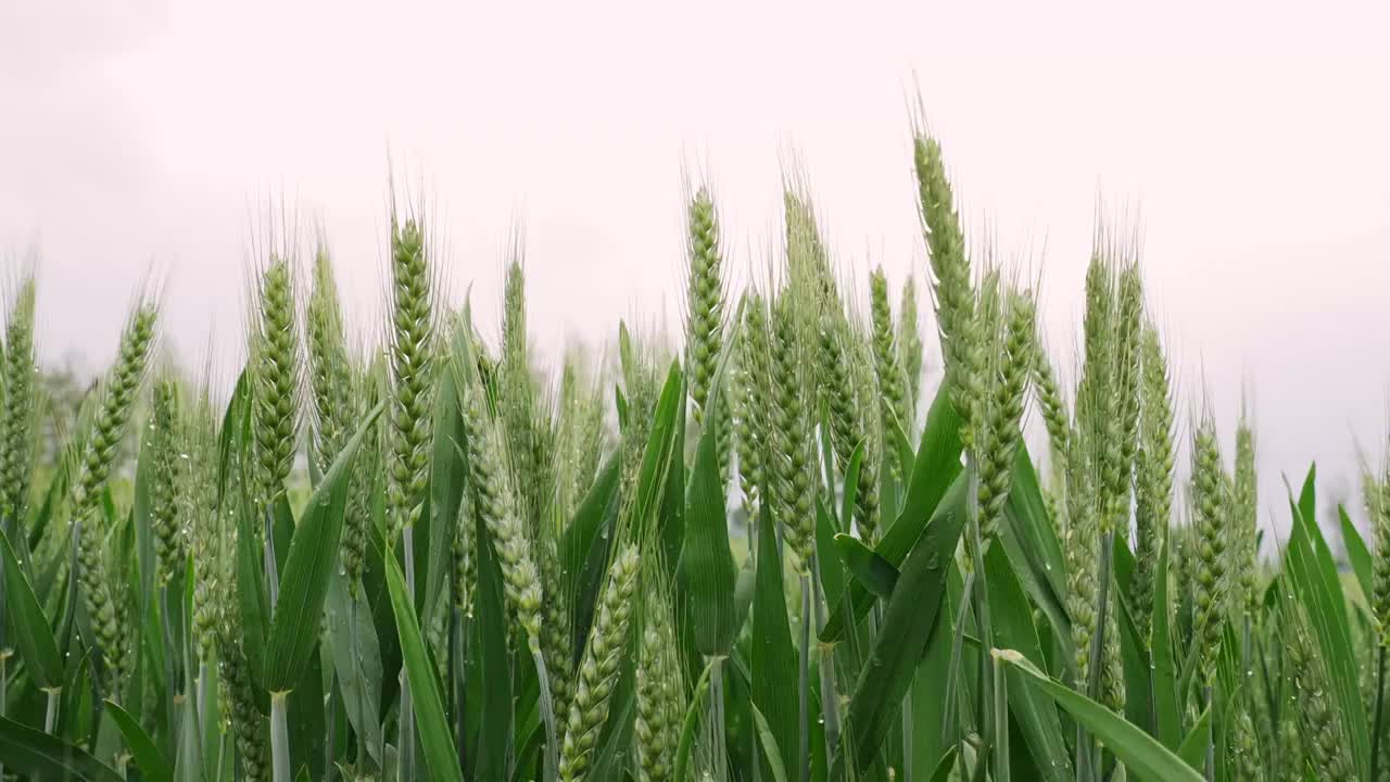 小麦麦穗麦子粮食丰收希望谷雨小满乡村振兴视频素材