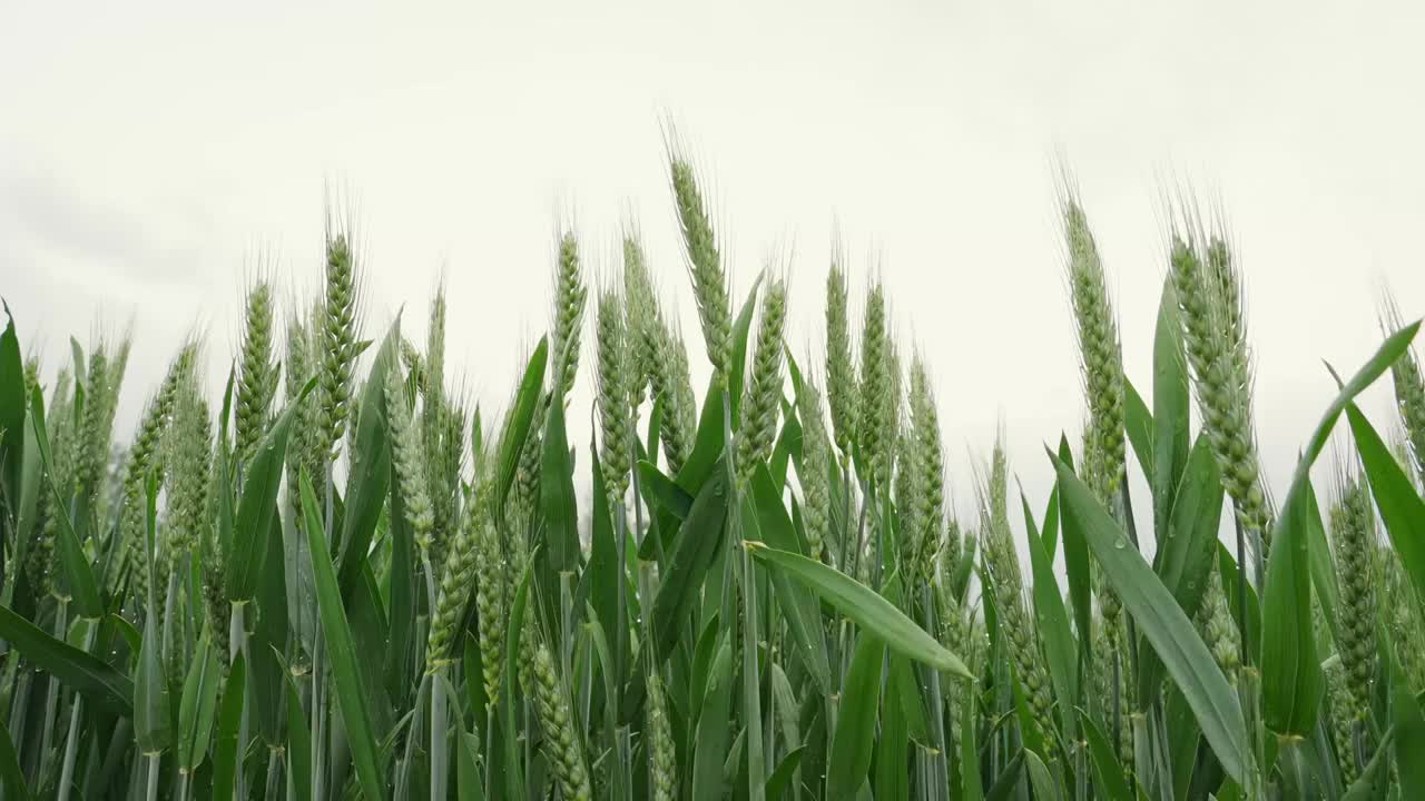 小麦麦穗麦子粮食丰收希望谷雨小满乡村振兴视频素材