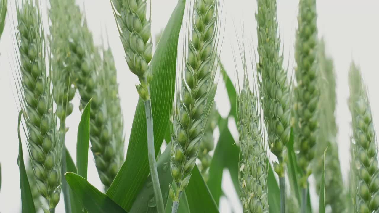 小麦麦穗麦子粮食丰收希望谷雨小满乡村振兴视频素材