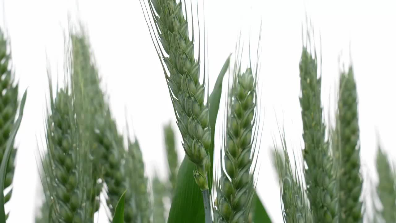 小麦麦穗麦子粮食丰收希望谷雨小满乡村振兴视频素材