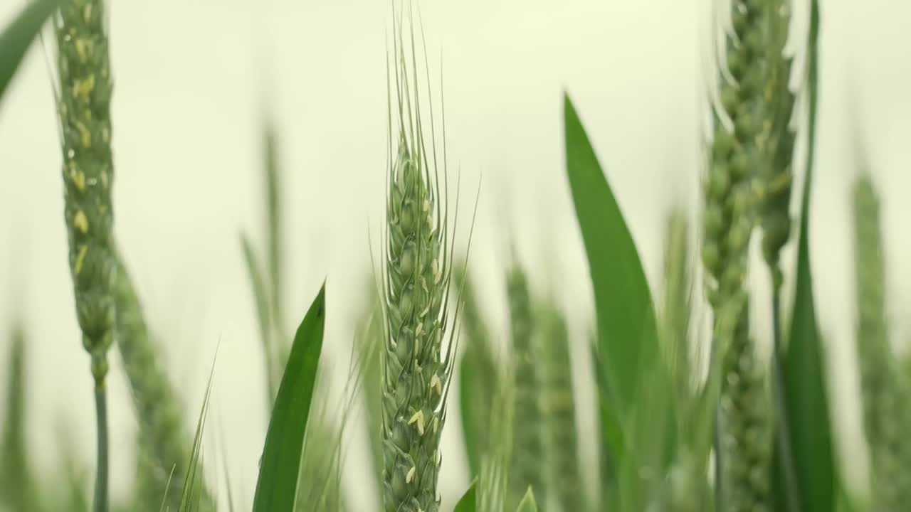 小麦麦穗麦子粮食丰收希望谷雨小满乡村振兴视频素材