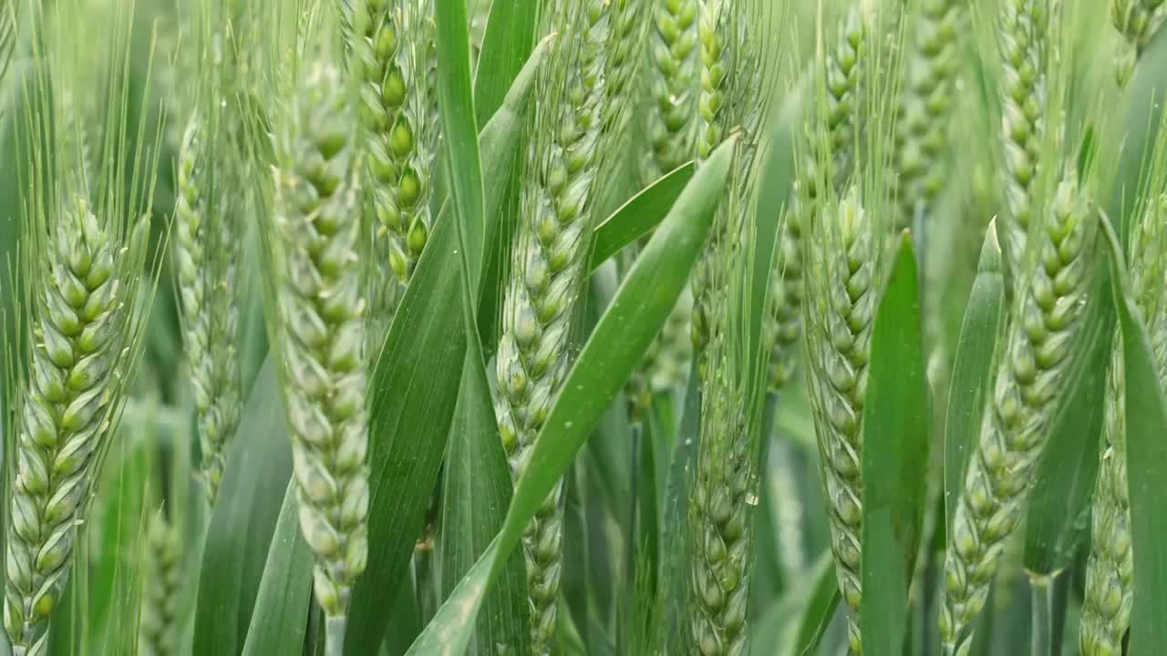 小麦麦穗麦子粮食丰收希望谷雨小满乡村振兴视频素材