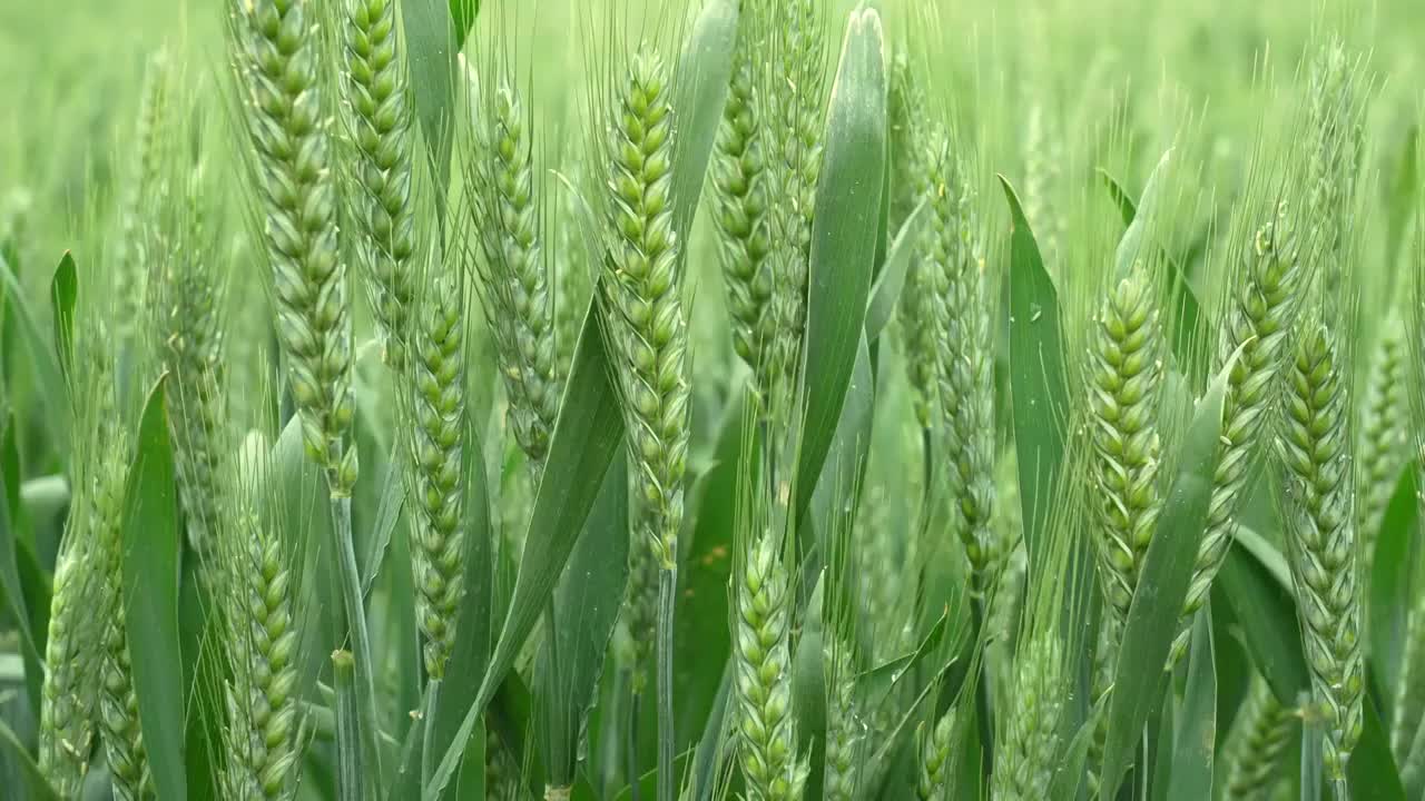 小麦麦穗麦子粮食丰收希望谷雨小满乡村振兴视频素材