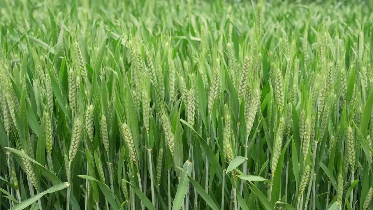 小麦麦穗麦子粮食丰收希望谷雨小满乡村振兴视频素材