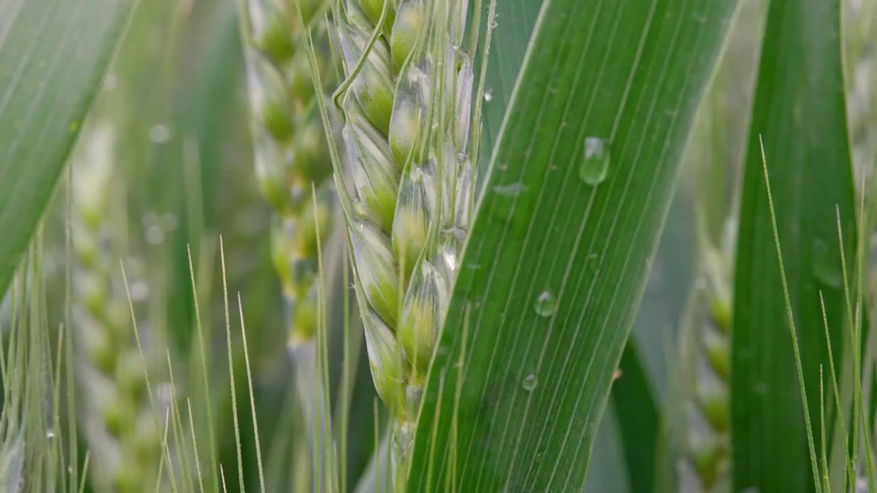 小麦麦穗麦子粮食丰收希望谷雨小满乡村振兴视频素材