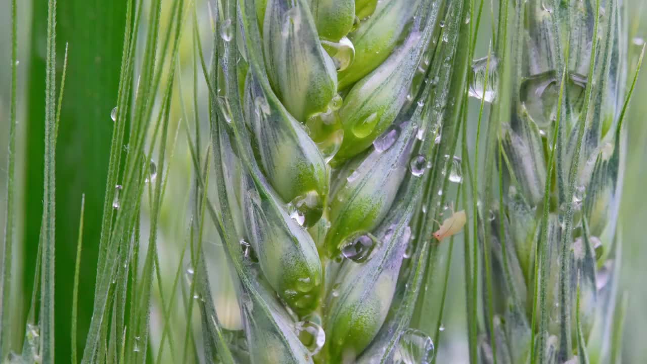 小麦麦穗麦子粮食丰收希望谷雨小满乡村振兴视频素材