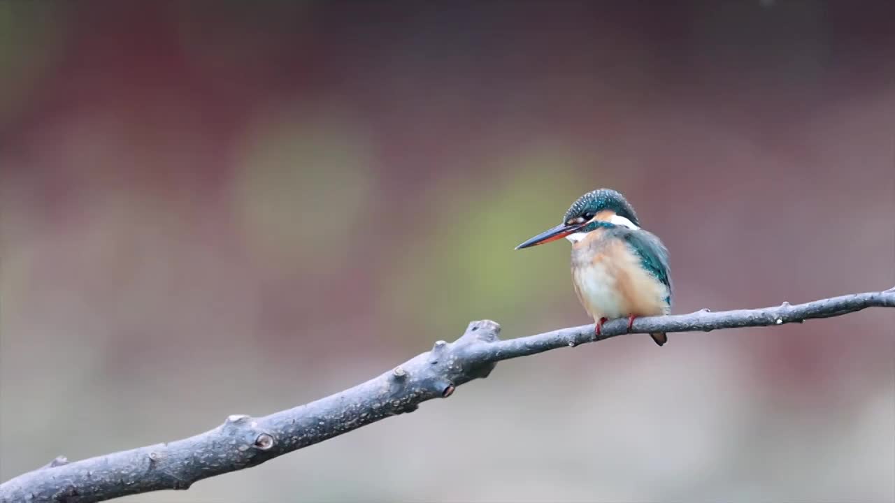 翠鸟视频素材