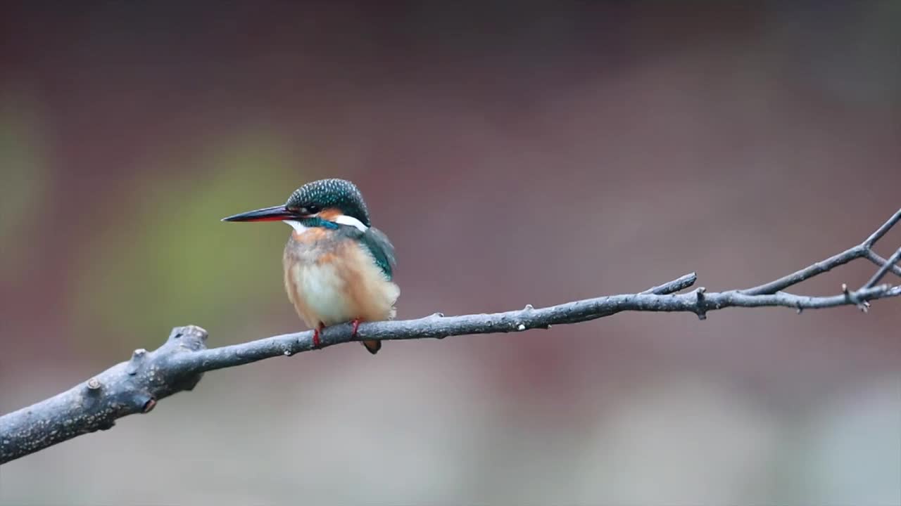 翠鸟视频素材