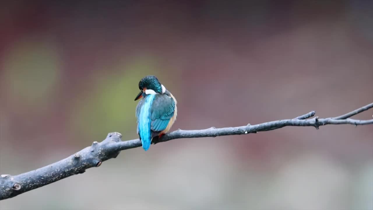 翠鸟视频素材