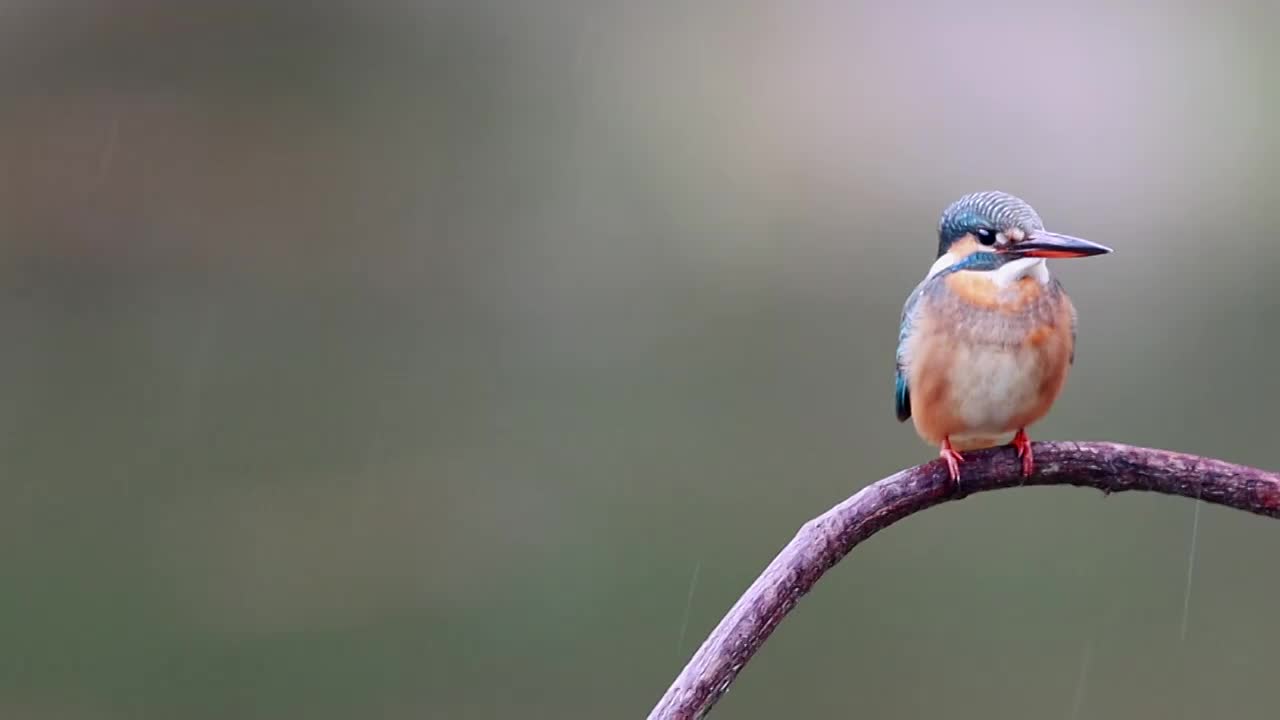 翠鸟视频素材