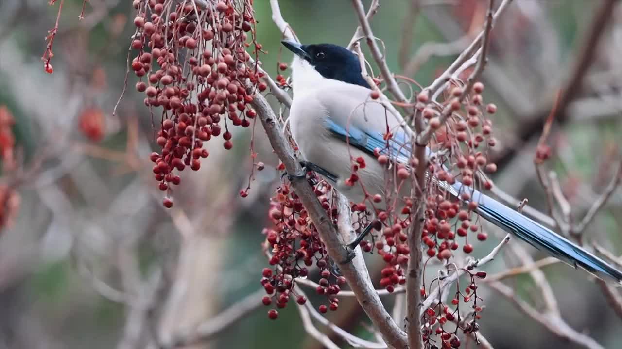 喜鹊登枝视频下载