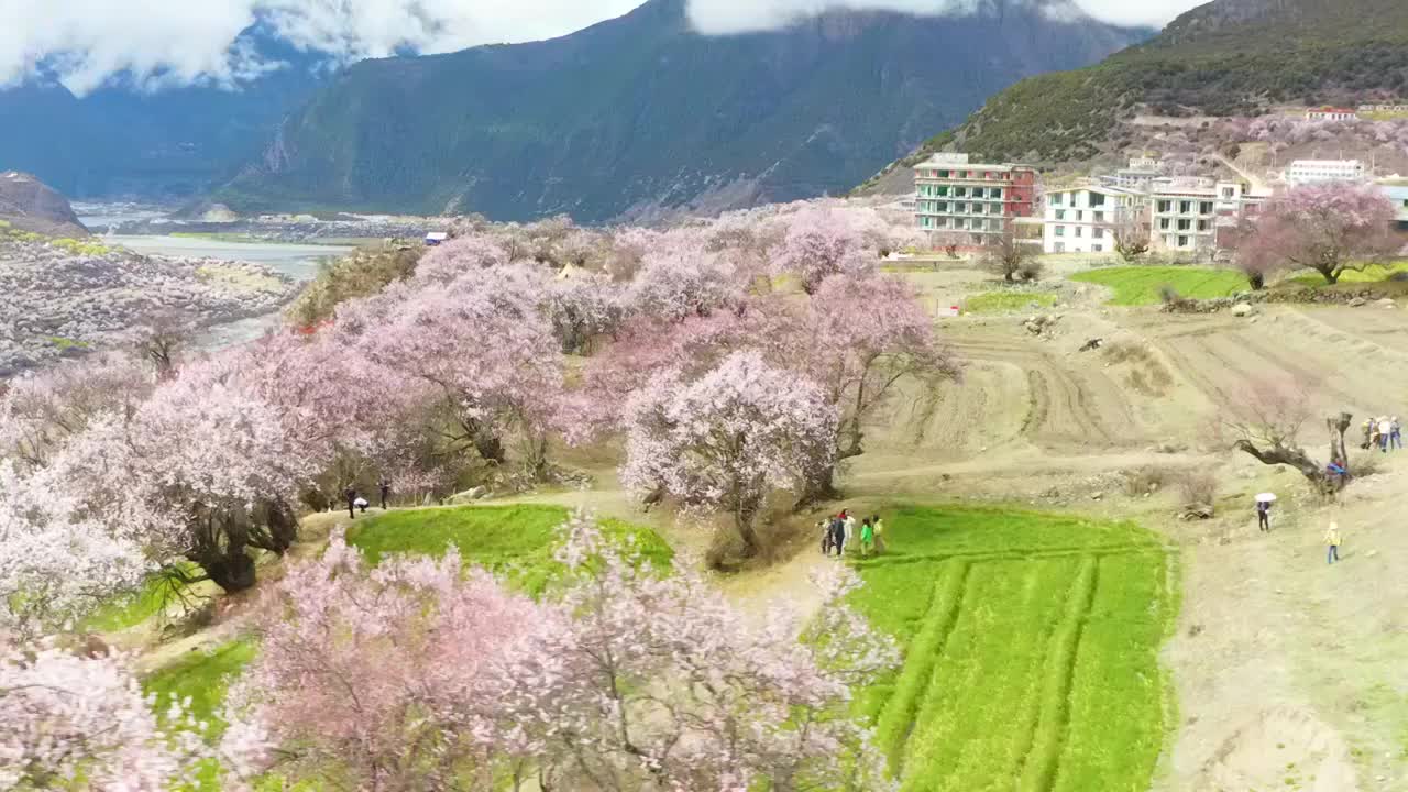 春季的索松村视频素材