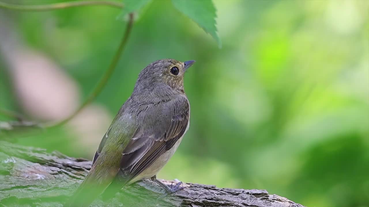 红胁蓝尾鸲视频素材