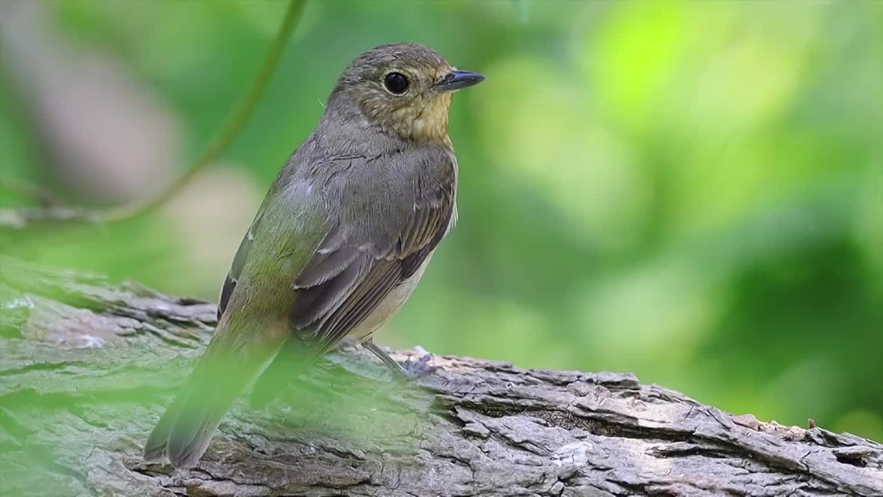 红胁蓝尾鸲视频素材