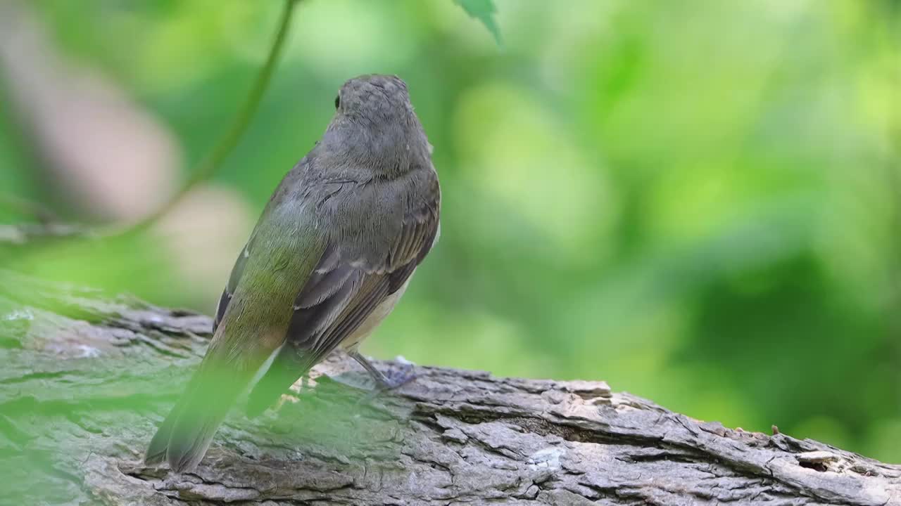 红胁蓝尾鸲视频素材