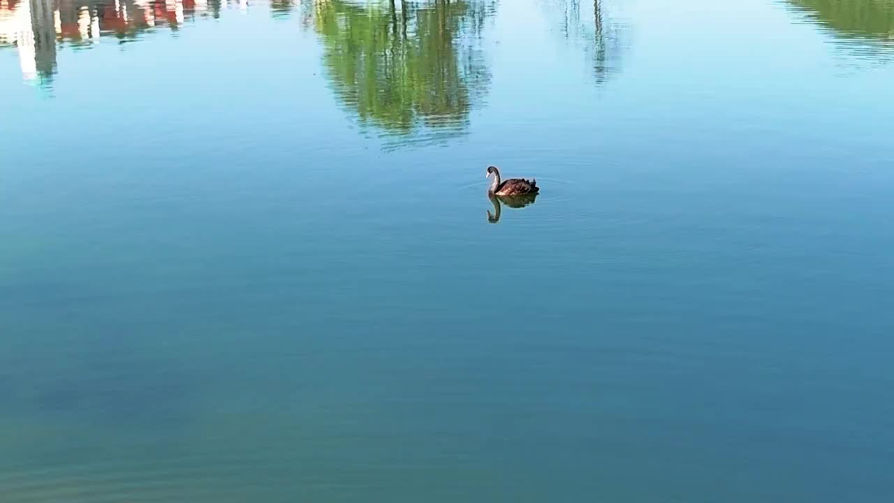 清晨在清澈的湖水中戏水游玩的黑天鹅视频下载