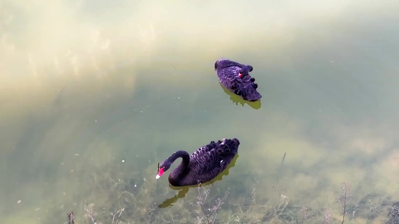 清晨在清澈的湖水中戏水游玩的黑天鹅视频下载