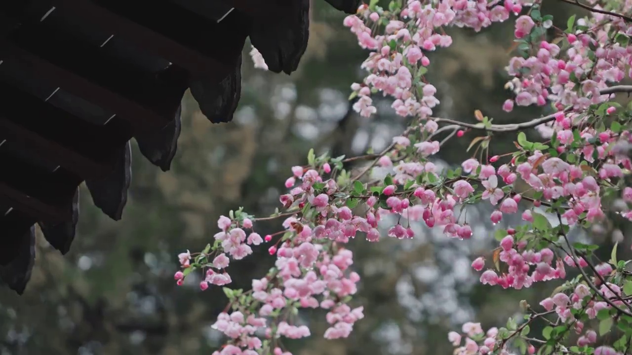 南京莫愁湖园林中海棠花盛开视频素材