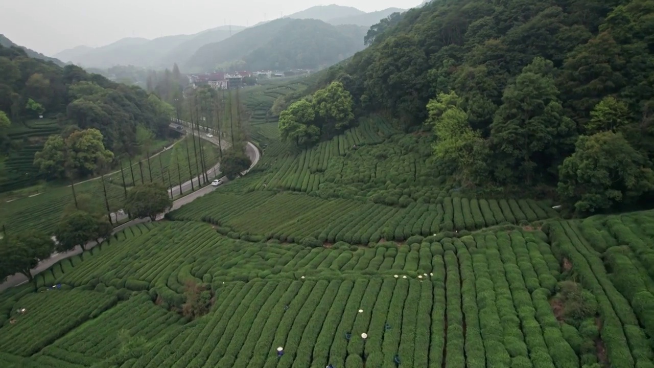 梅家坞茶园航拍视频素材