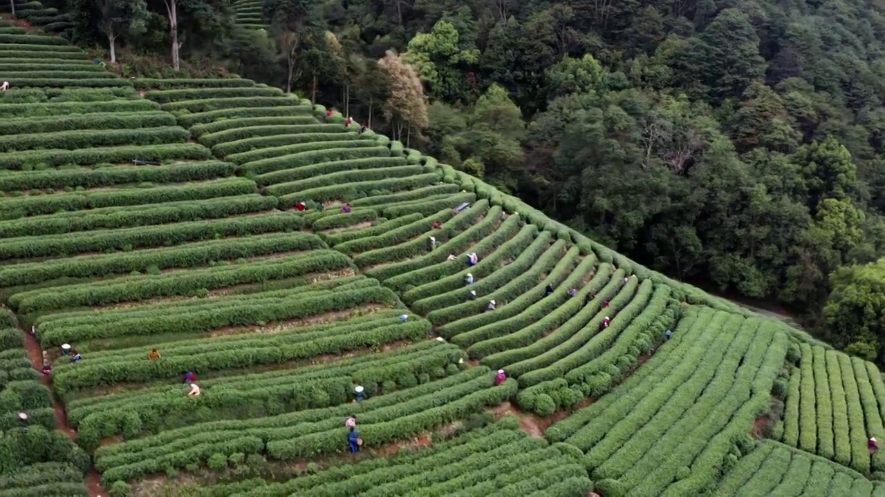 梅家坞茶园航拍视频素材