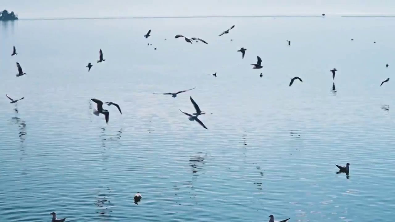 云南大理洱海海鸥视频素材