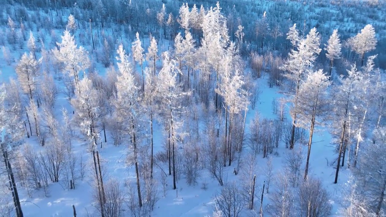 航拍大兴安岭阳光雪林视频素材