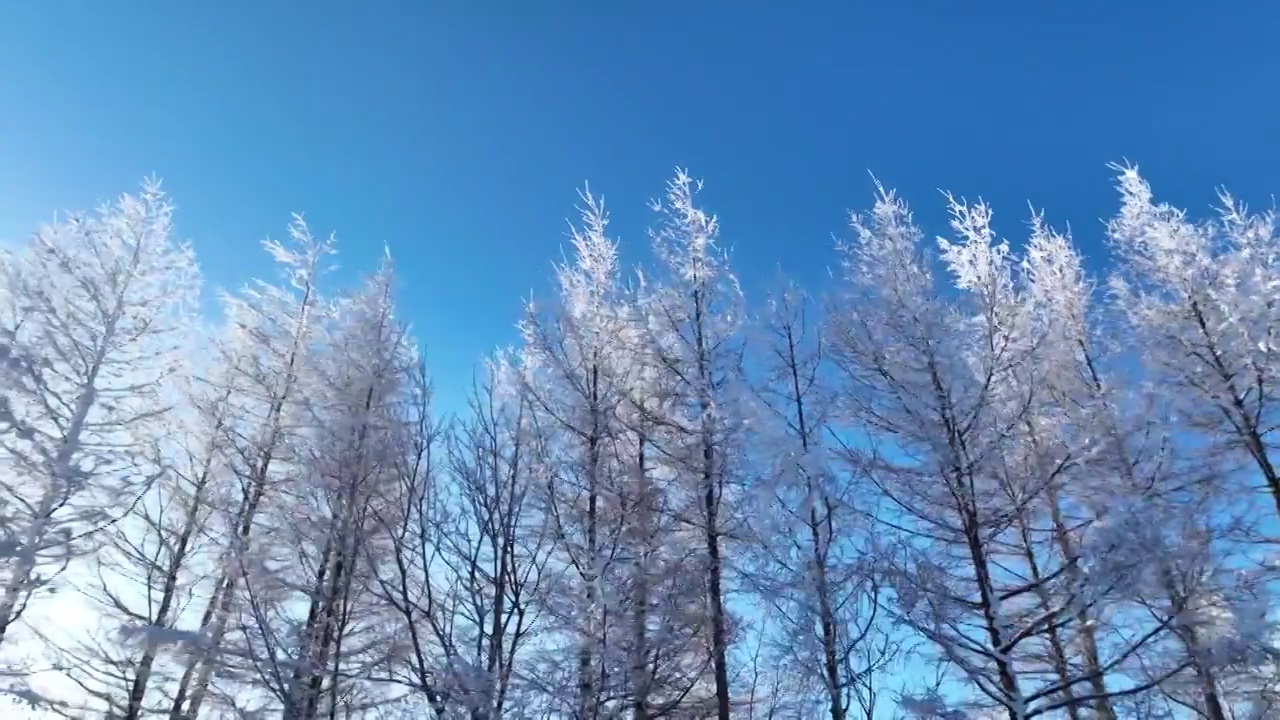 航拍大兴安岭阳光雪林视频素材