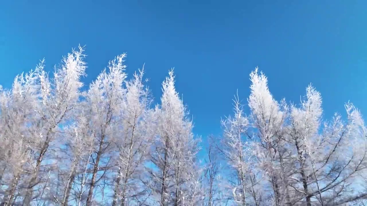 航拍大兴安岭阳光雪林视频素材