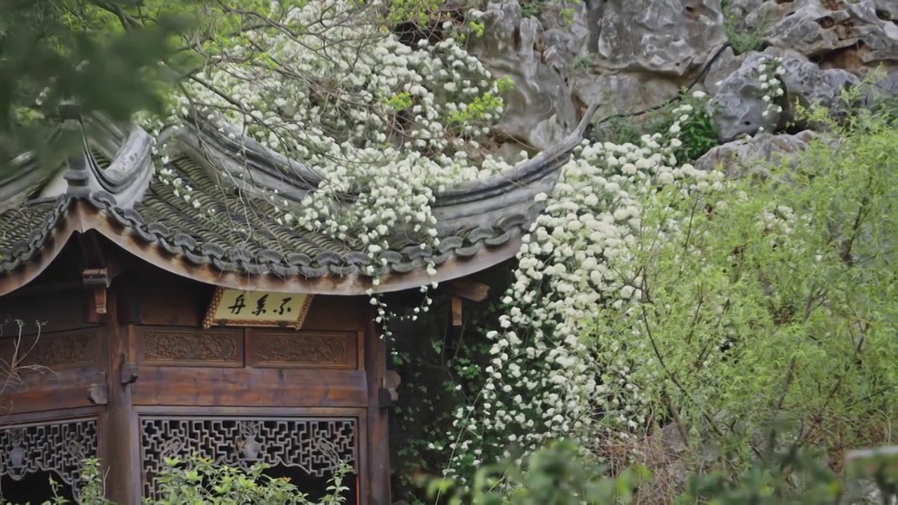 南京芥子园木香花瀑布视频素材