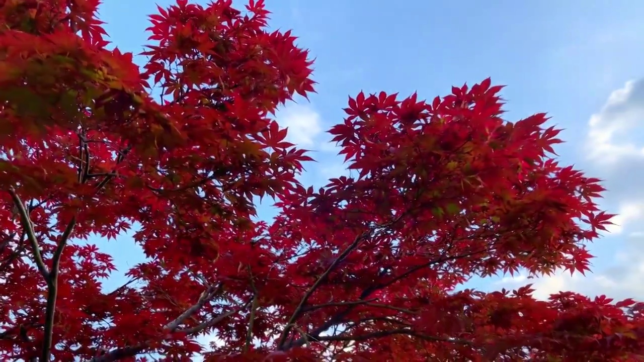 蓝天白云下日本红枫树红槭空镜头视频素材