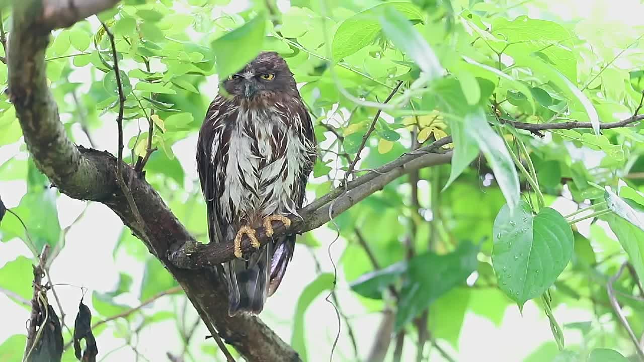 鹰鸮视频素材