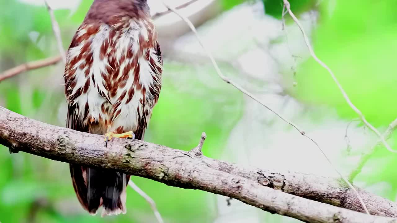 鹰鸮视频素材