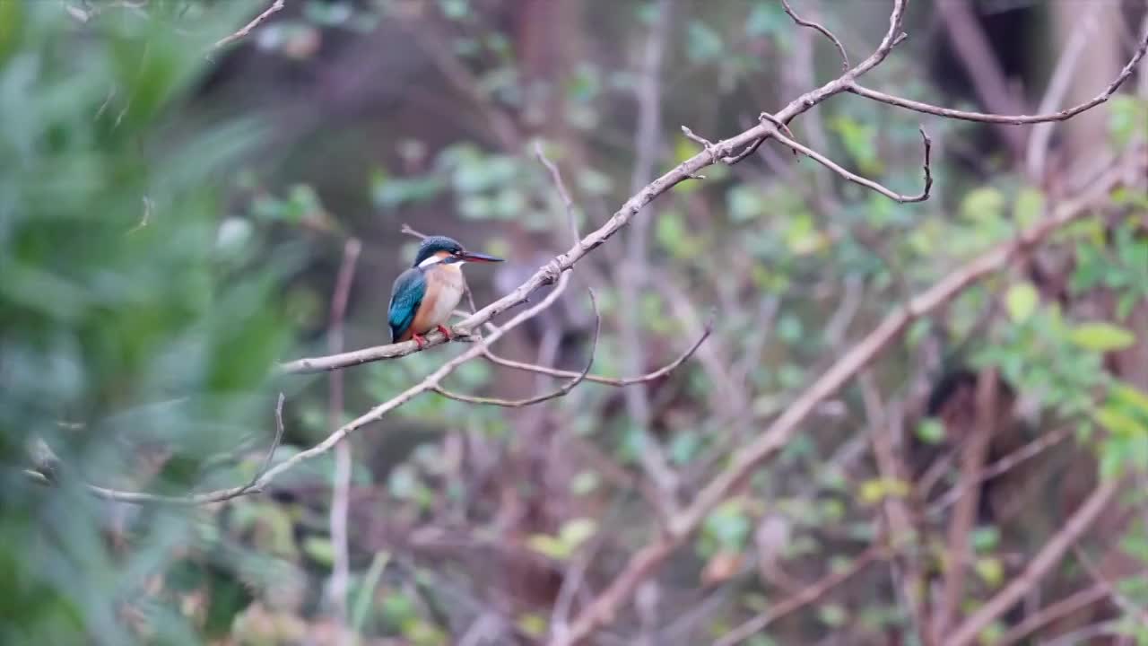 翠鸟视频素材