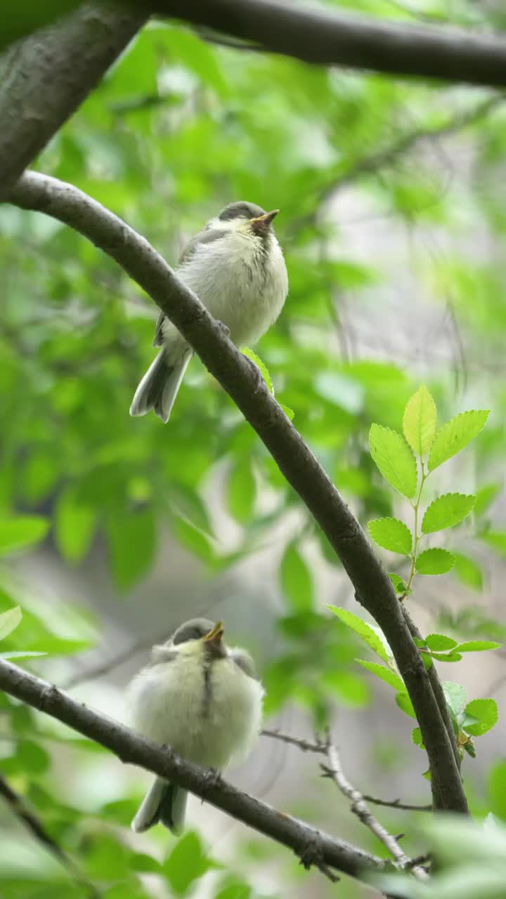 两只远东山雀亚成鸟视频素材