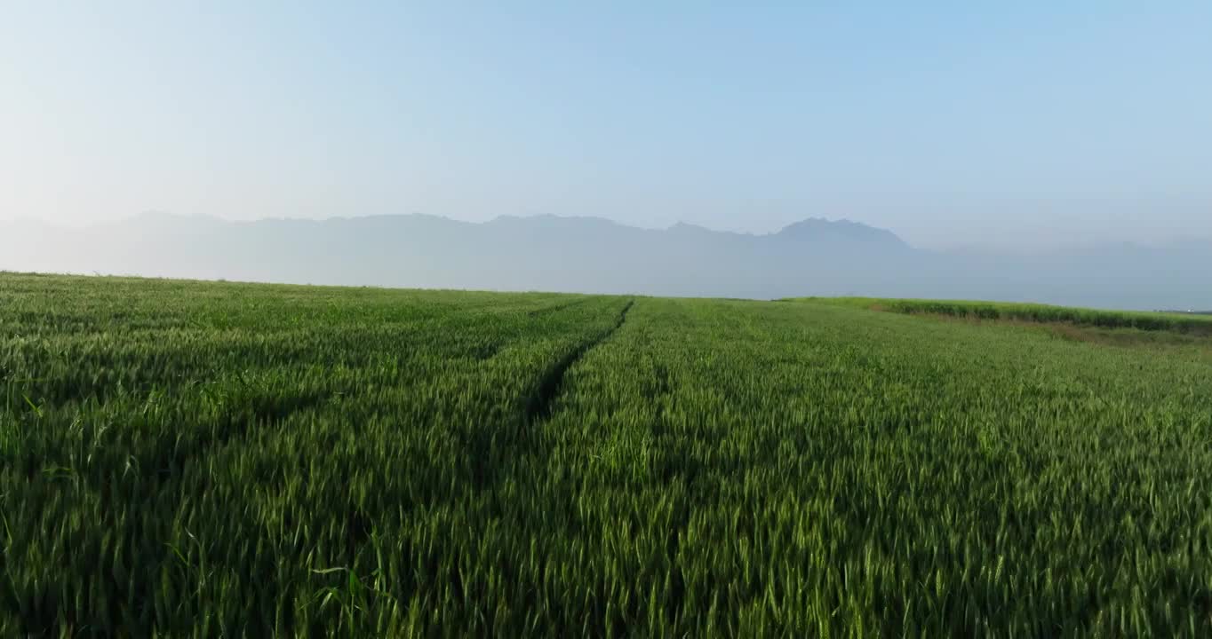 航拍早晨秦岭山下肥沃土地大片麦田视频素材