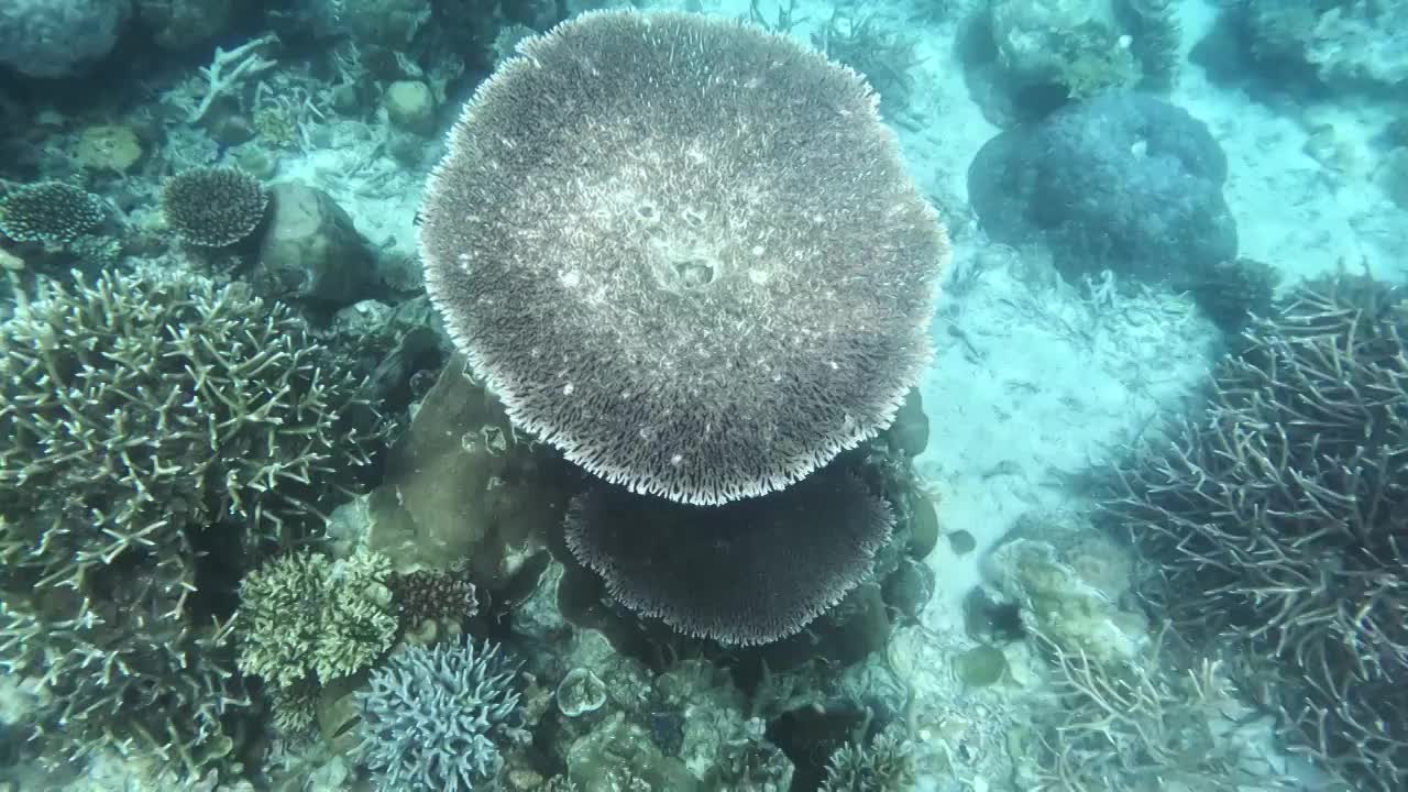 水下摄影，海底的珊瑚礁与鱼群，仙本那潜水摄影，水下的生物世界视频素材