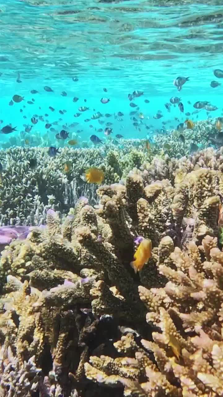 水下摄影，海底的珊瑚礁与鱼群，仙本那潜水摄影，水下的生物世界视频素材