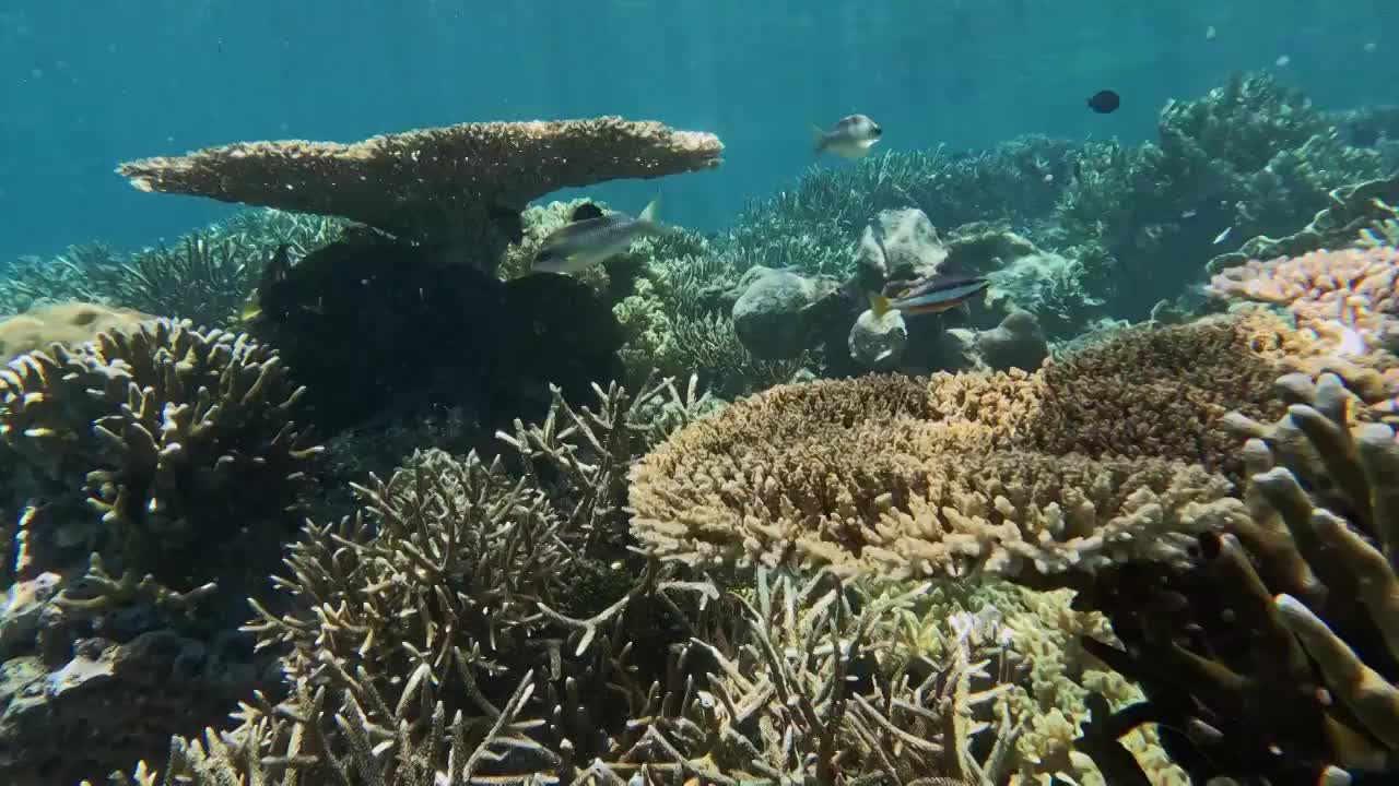 水下摄影，海底的珊瑚礁与鱼群，仙本那潜水摄影，水下的生物世界视频素材