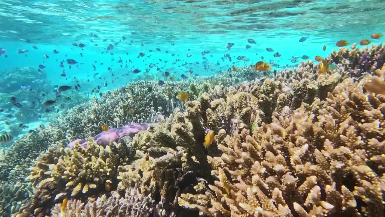 水下摄影，海底的珊瑚礁与鱼群，仙本那潜水摄影，水下的生物世界视频素材