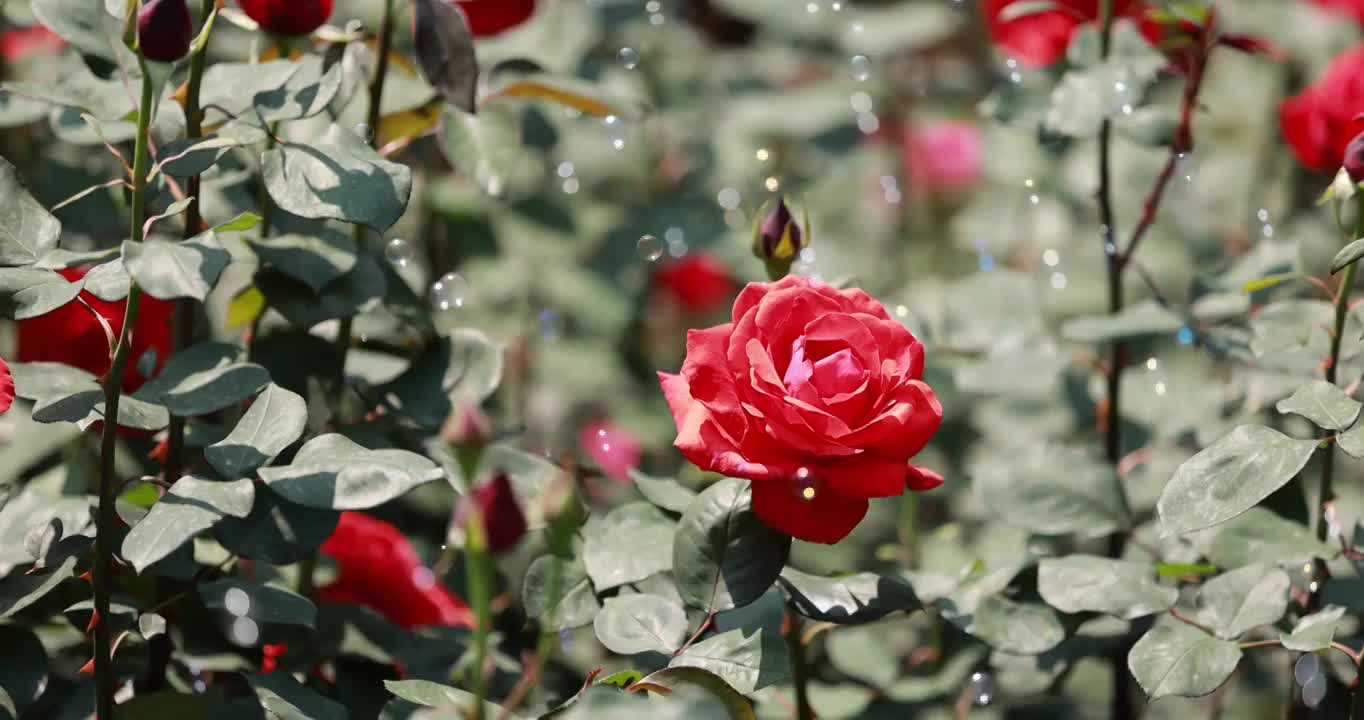 摇曳生姿的蔷薇科月季花，唯美升格慢镜头视频素材