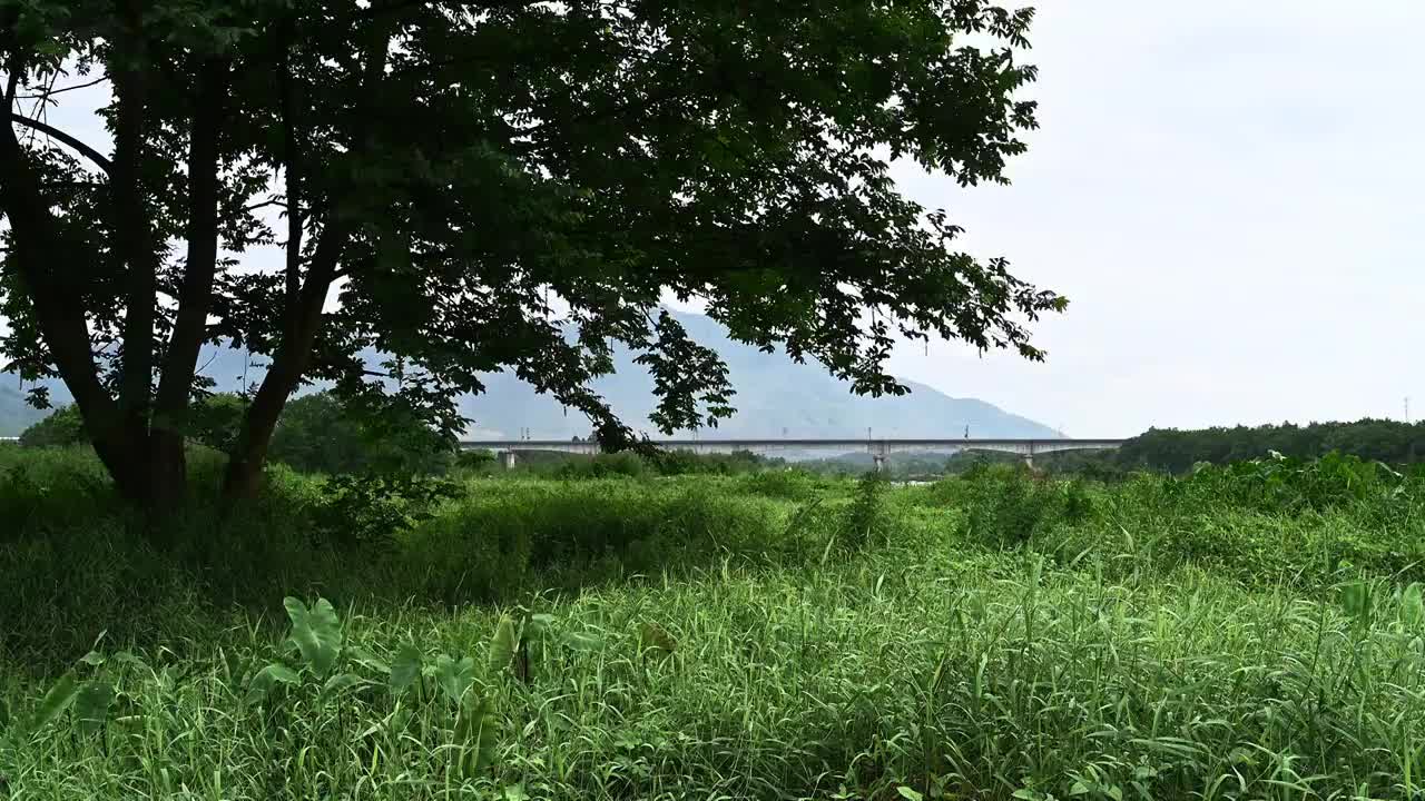 桂林漓江边的草地和远山下横跨漓江的铁路桥视频素材