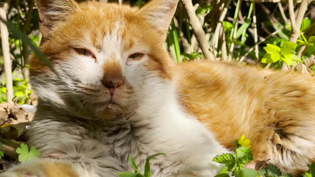 春天草丛中午睡的流浪猫视频素材