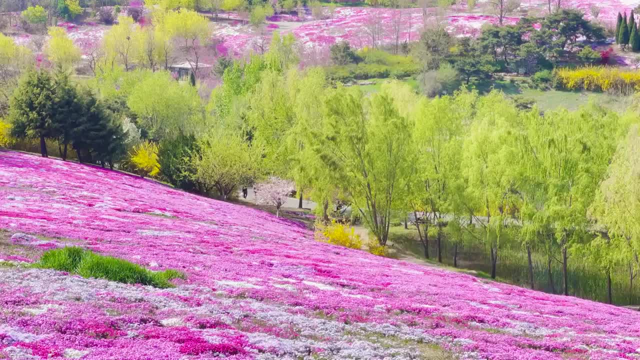 植物园春天的景色视频素材