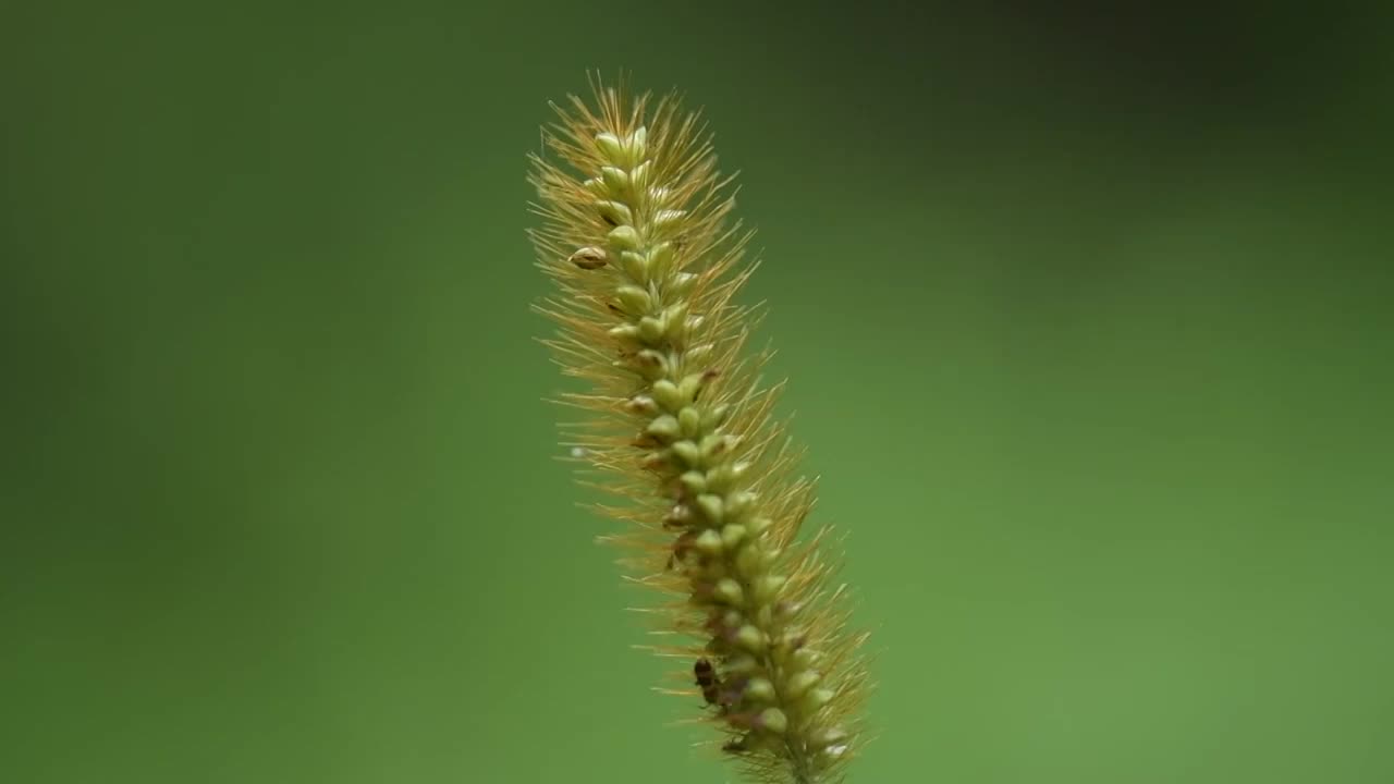 狗尾巴草特写视频素材