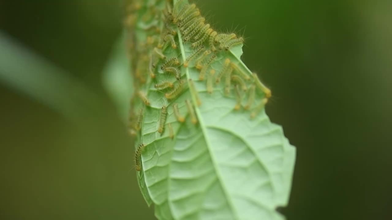 绿叶上的毛毛虫视频素材