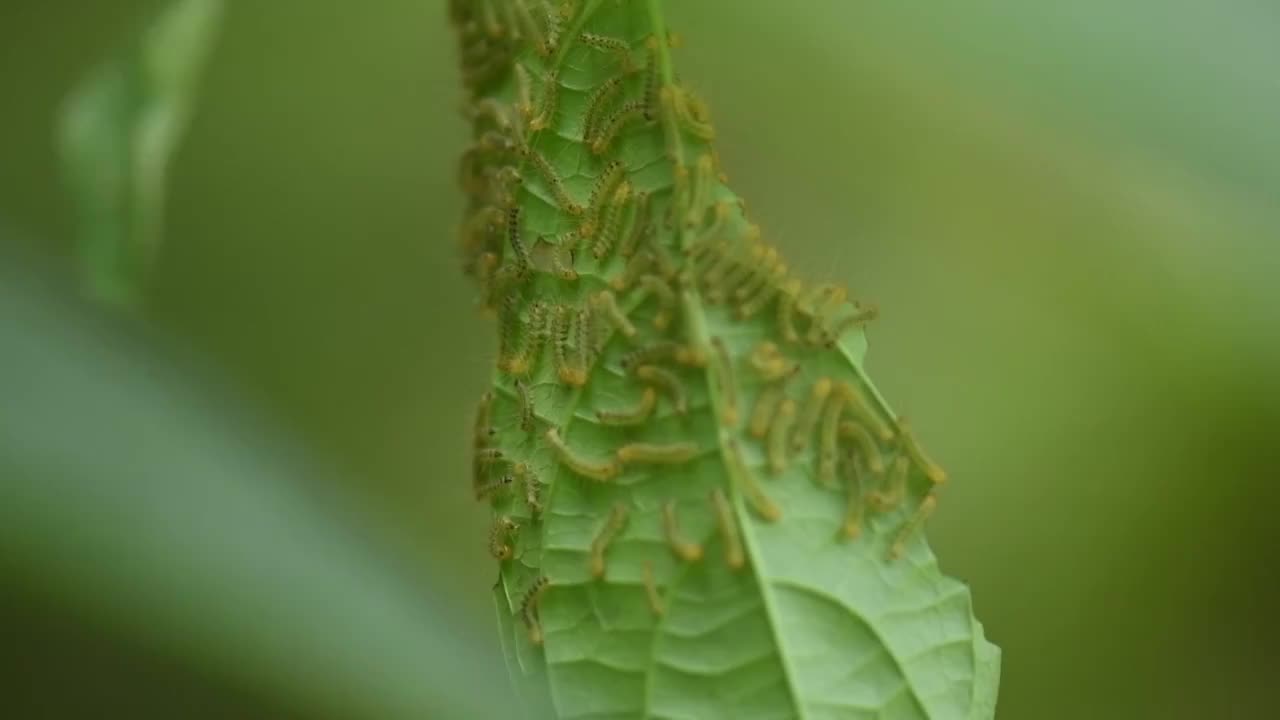 绿叶上的毛毛虫视频素材