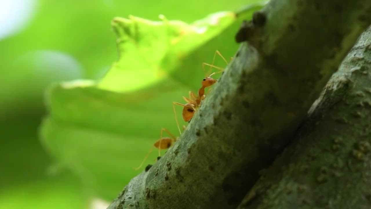 自然界森林树林树干上的蚂蚁视频素材