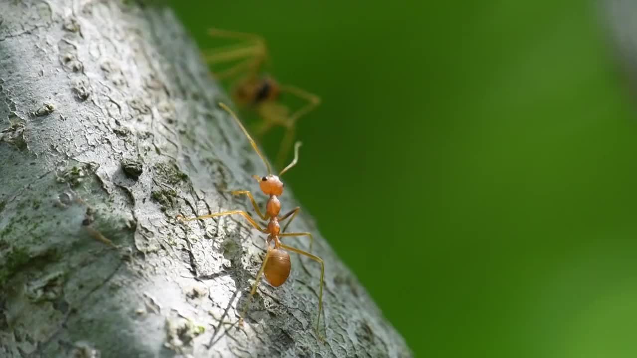 自然界森林树林树干上的蚂蚁视频素材