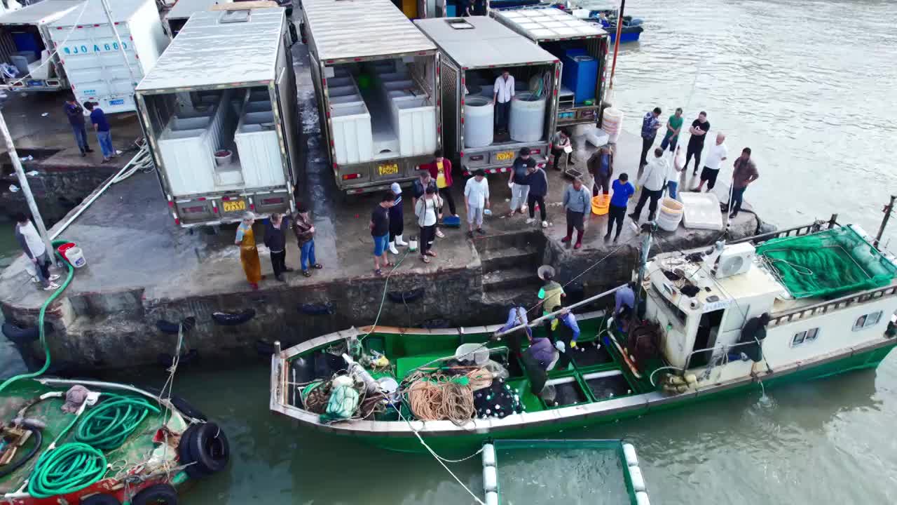 渔港码头卸鱼海鲜渔船停泊鲜活海鲜分拣视频素材