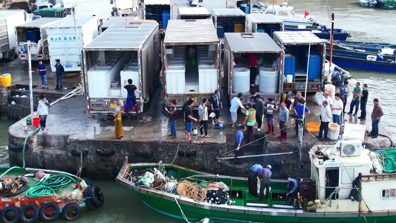 渔港码头卸鱼海鲜渔船停泊鲜活海鲜分拣视频素材